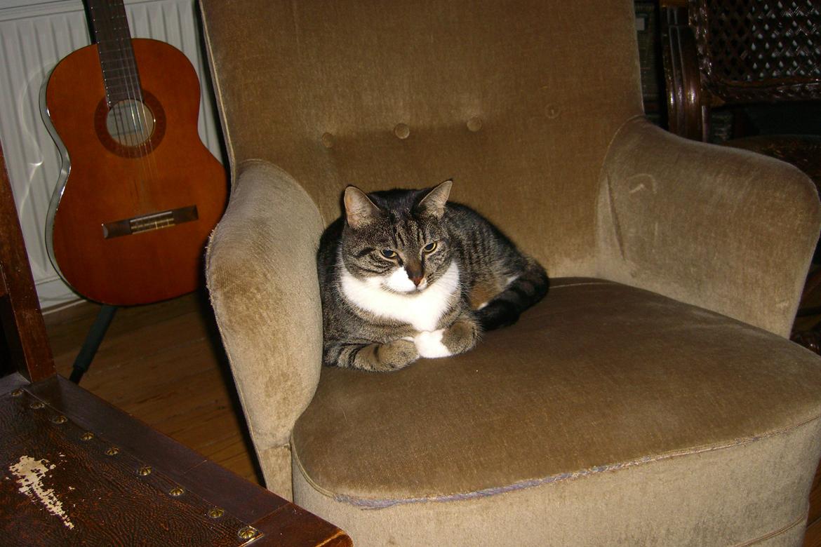 Huskat Mitten - 2012
Mittens trone billede 9