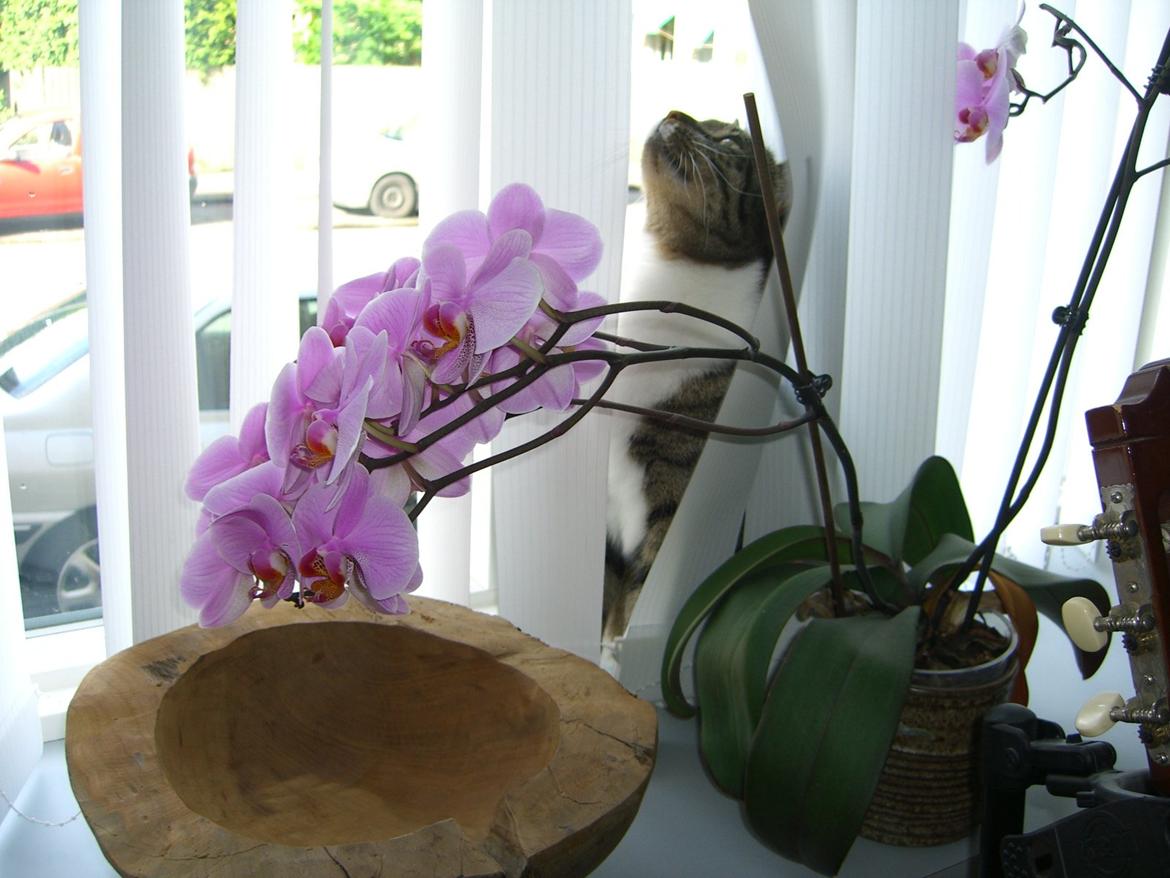 Huskat Mitten - 2012
Mitten billede 5