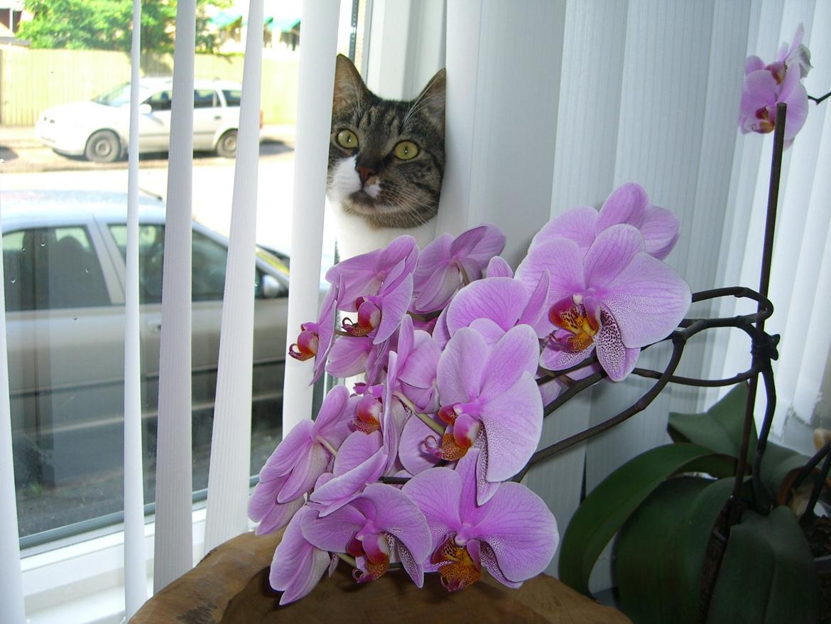 Huskat Mitten - 2012
Mitten billede 10