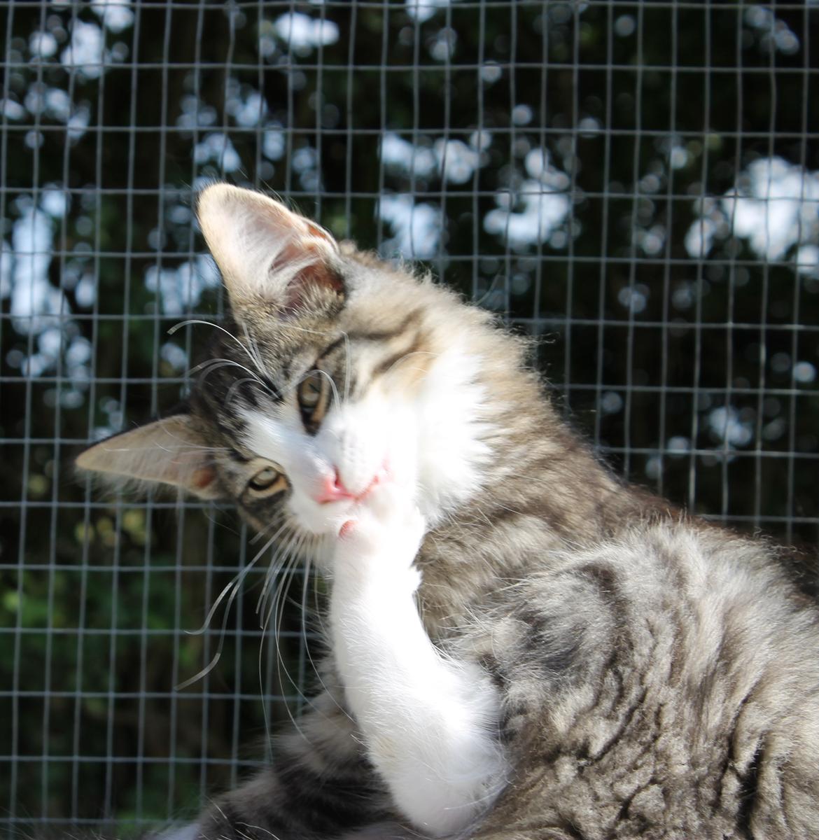 Norsk Skovkat DK Makawee's Tutti-Fruitti billede 7