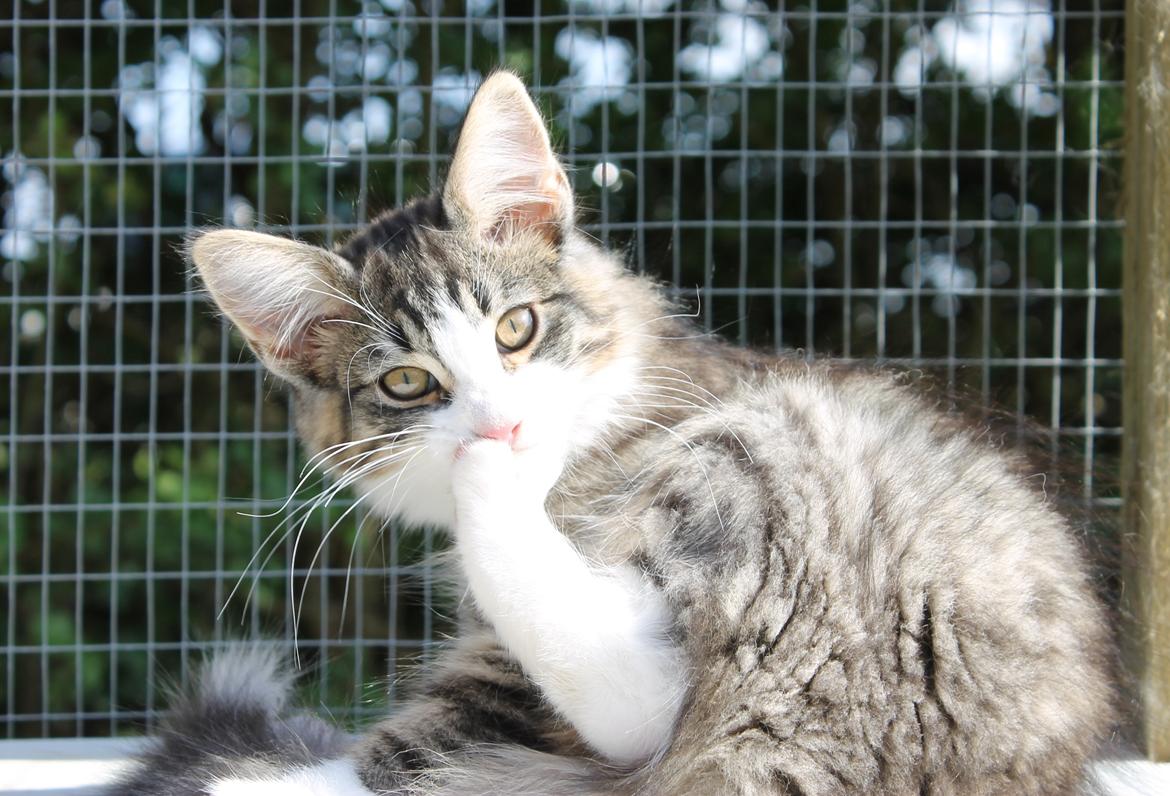 Norsk Skovkat DK Makawee's Tutti-Fruitti billede 8