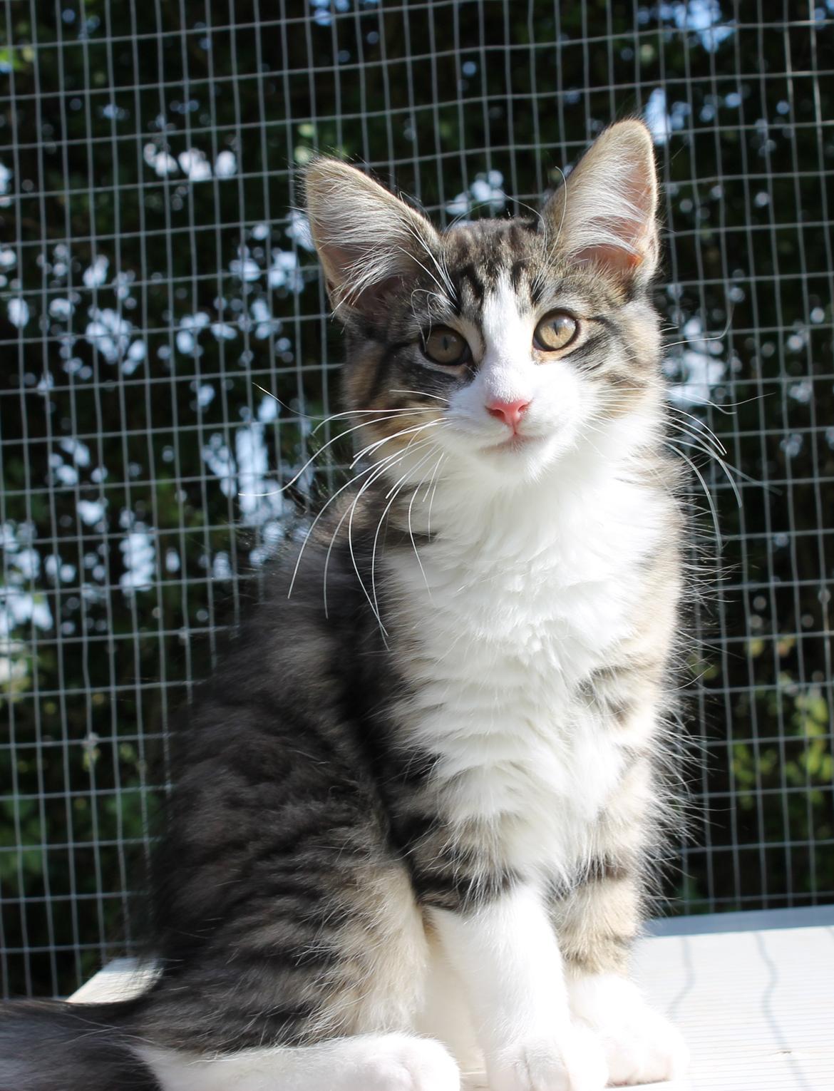 Norsk Skovkat DK Makawee's Tutti-Fruitti billede 9