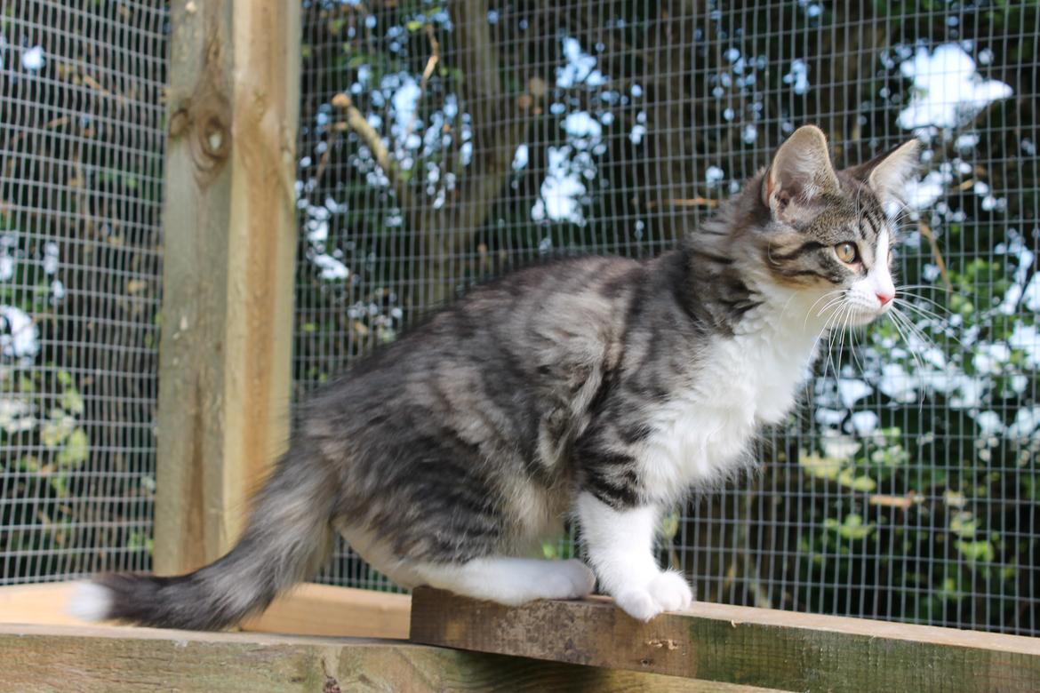 Norsk Skovkat DK Makawee's Tutti-Fruitti billede 10