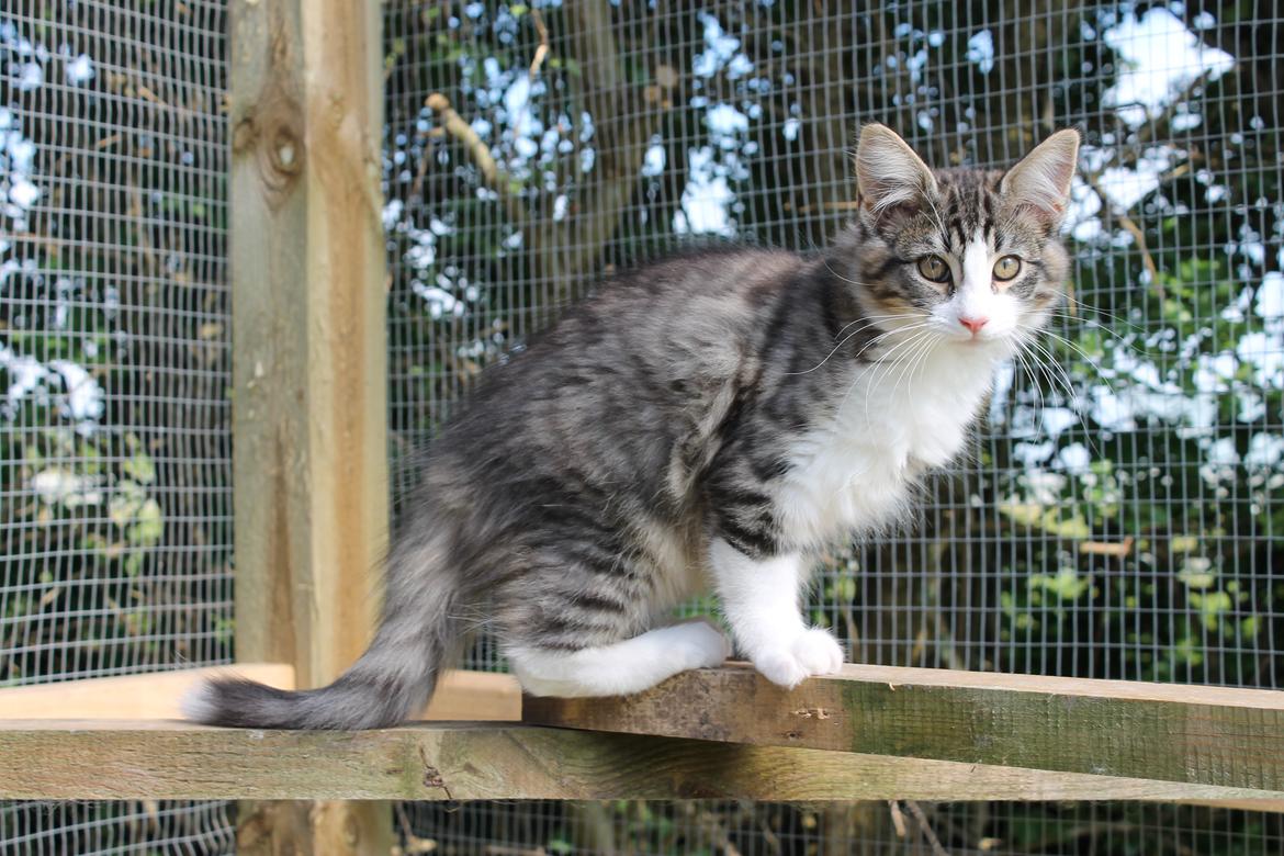 Norsk Skovkat DK Makawee's Tutti-Fruitti billede 11