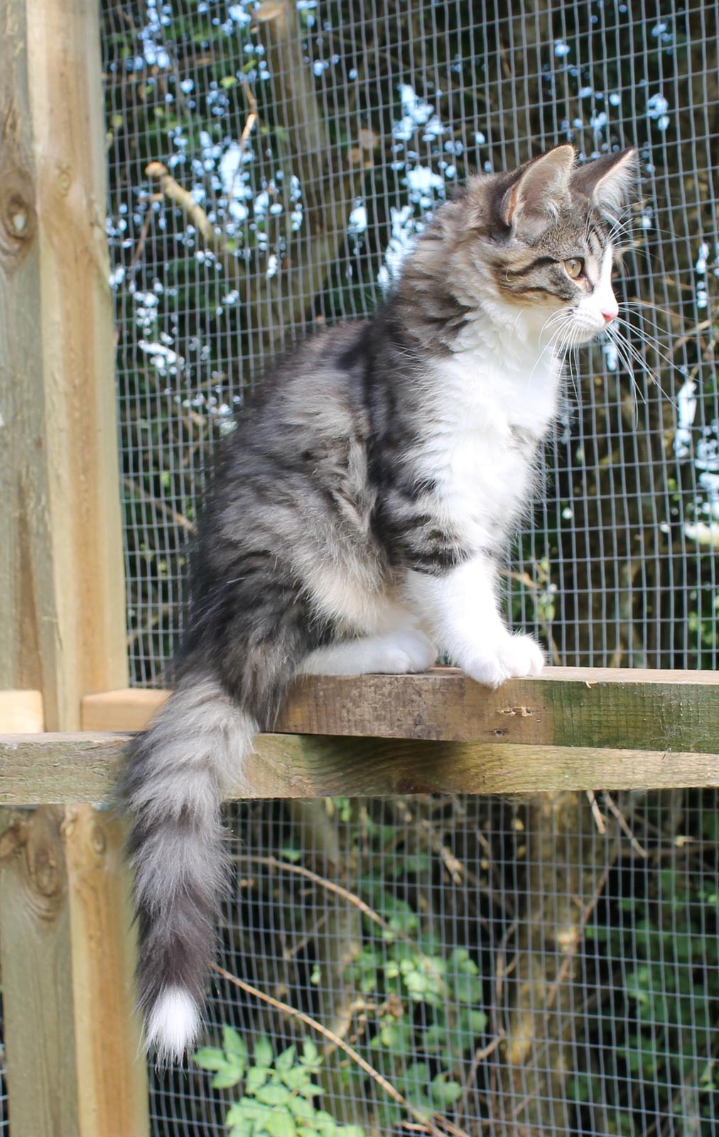 Norsk Skovkat DK Makawee's Tutti-Fruitti billede 12