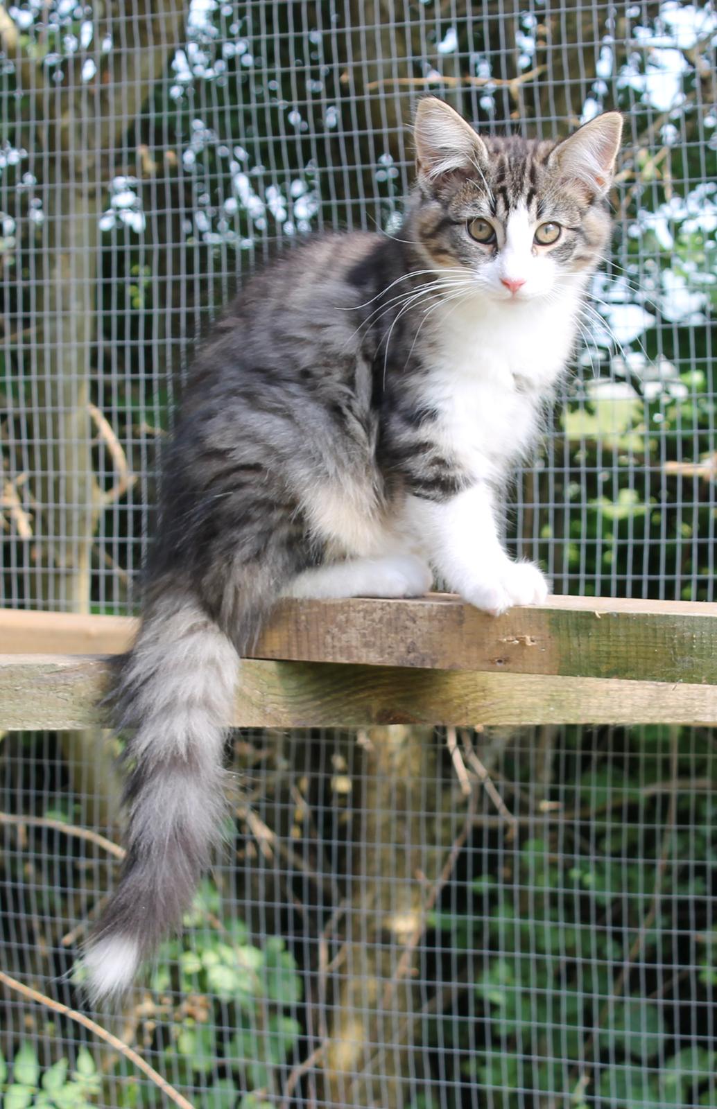 Norsk Skovkat DK Makawee's Tutti-Fruitti billede 13