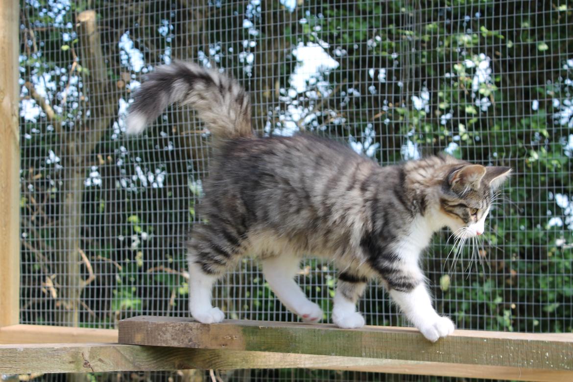 Norsk Skovkat DK Makawee's Tutti-Fruitti billede 14