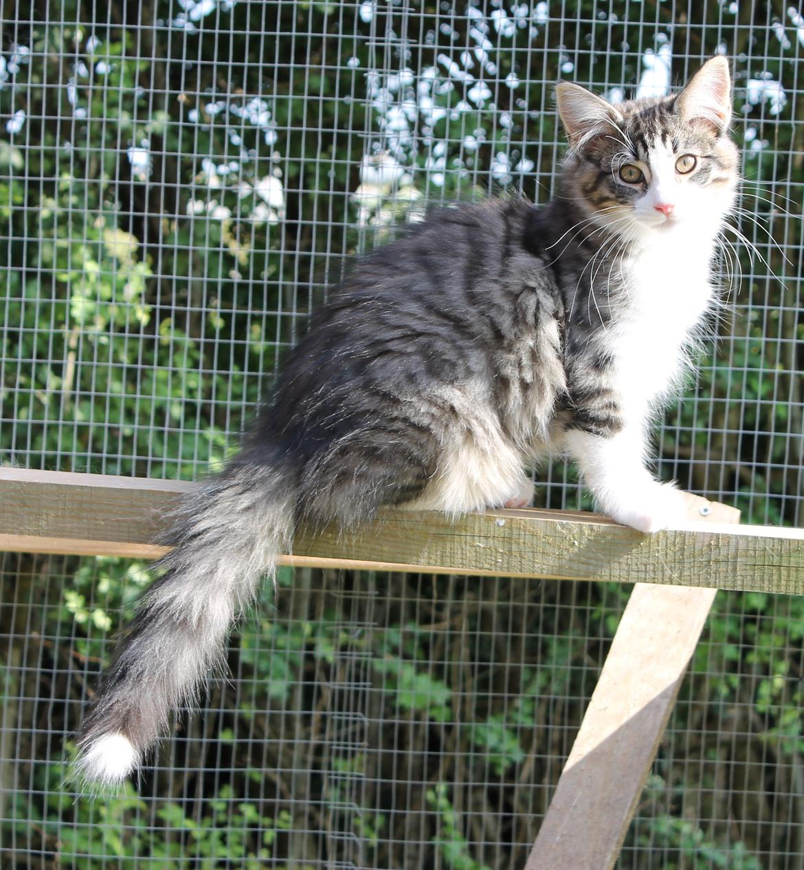 Norsk Skovkat DK Makawee's Tutti-Fruitti billede 1