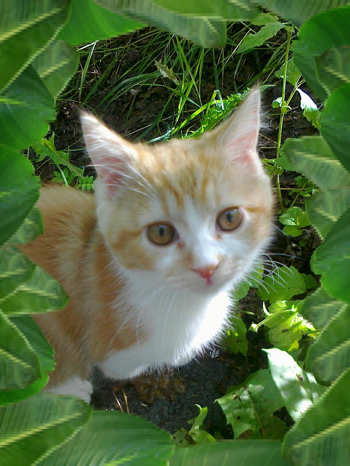 Blanding af racer Mowgli billede 1