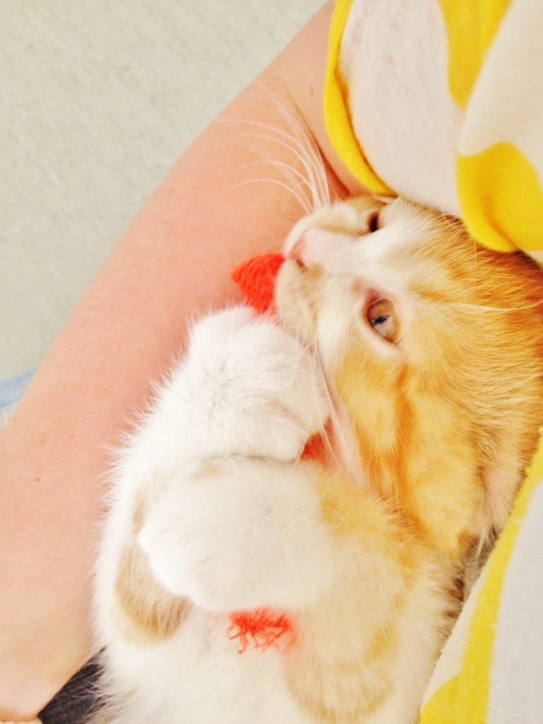 Blanding af racer Mowgli billede 3