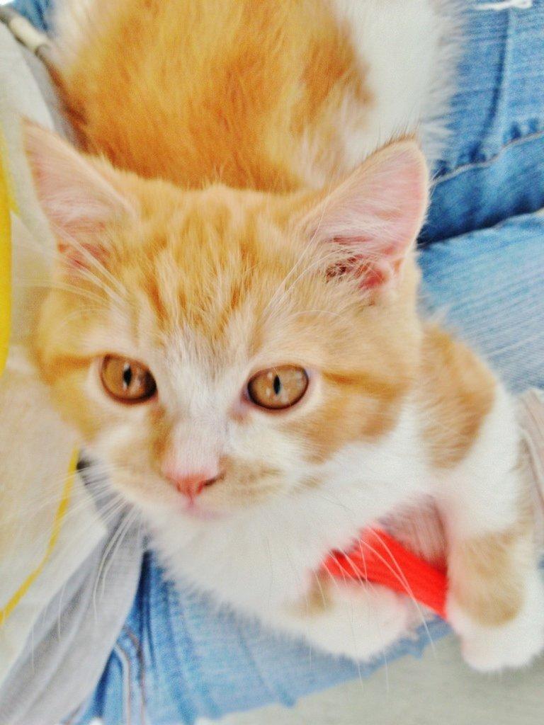 Blanding af racer Mowgli billede 4