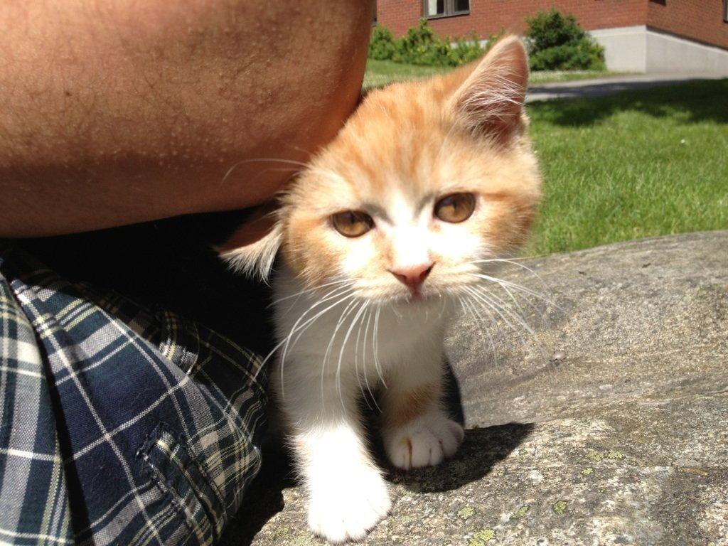 Blanding af racer Mowgli billede 5