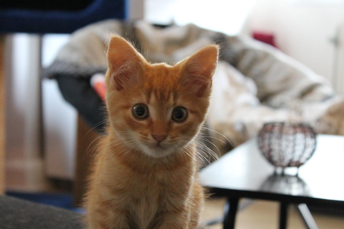 Blanding af racer oliver billede 1