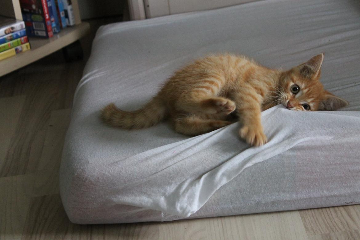 Blanding af racer oliver billede 2