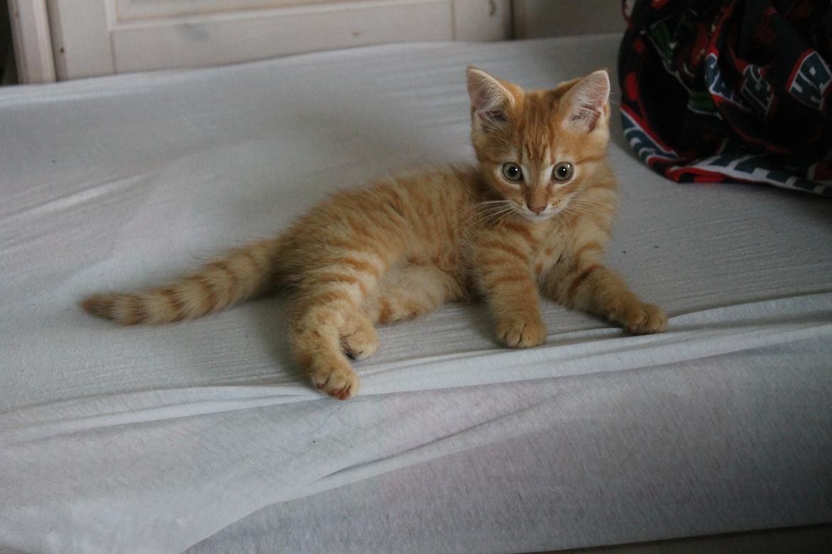 Blanding af racer oliver billede 3