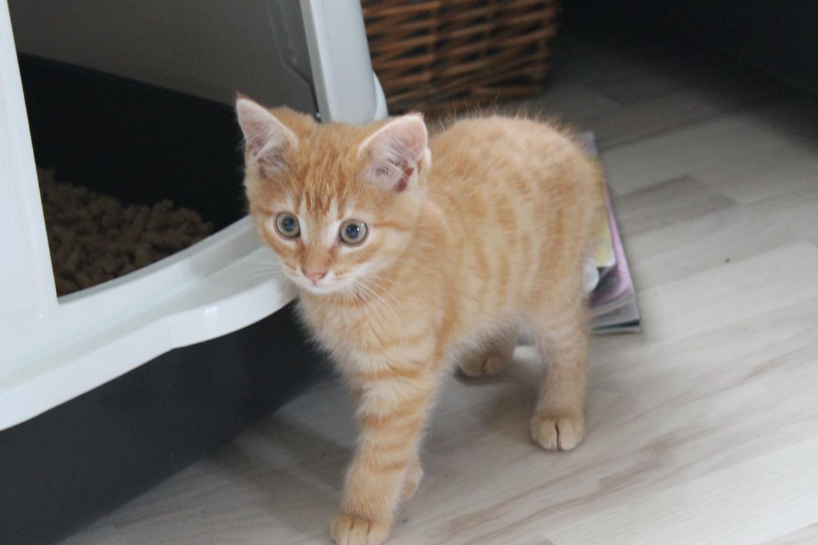 Blanding af racer oliver billede 4