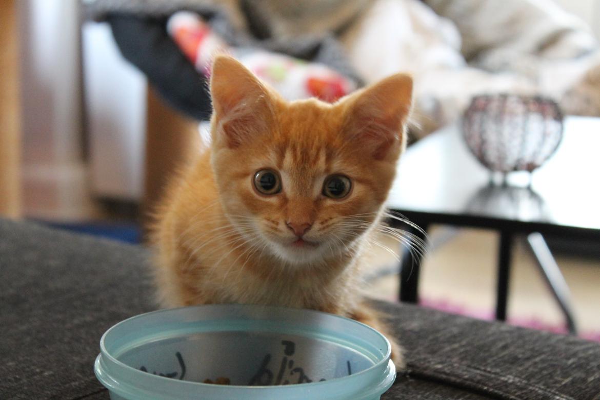 Blanding af racer oliver billede 5