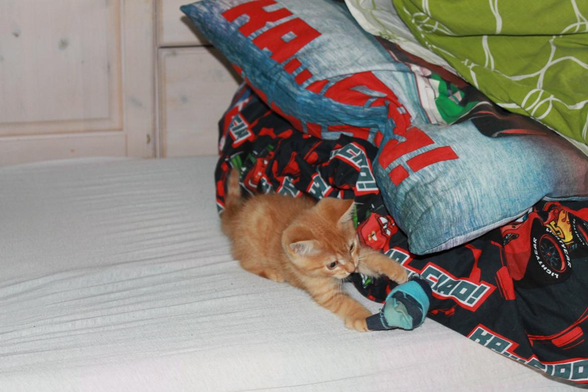 Blanding af racer oliver billede 6