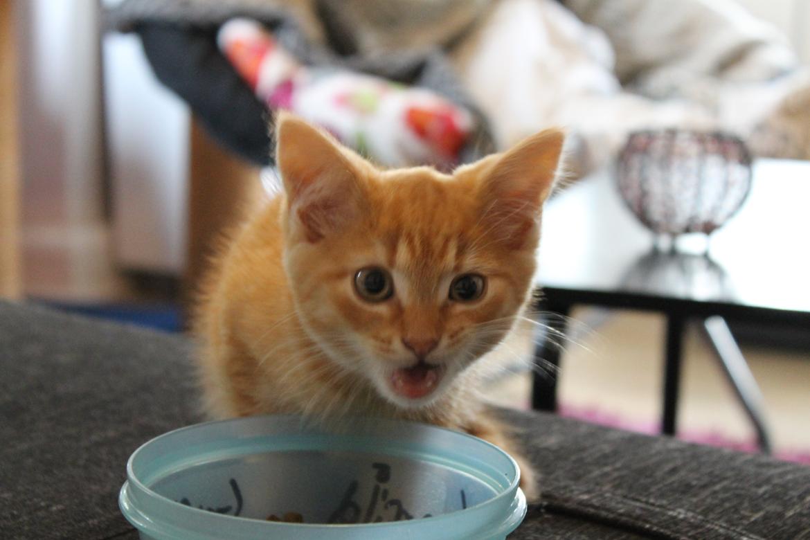 Blanding af racer oliver billede 7