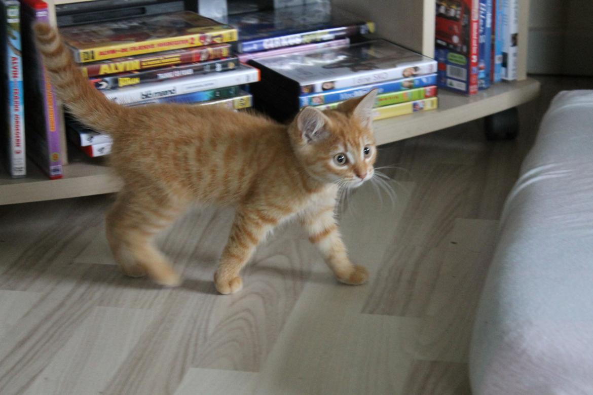 Blanding af racer oliver billede 8