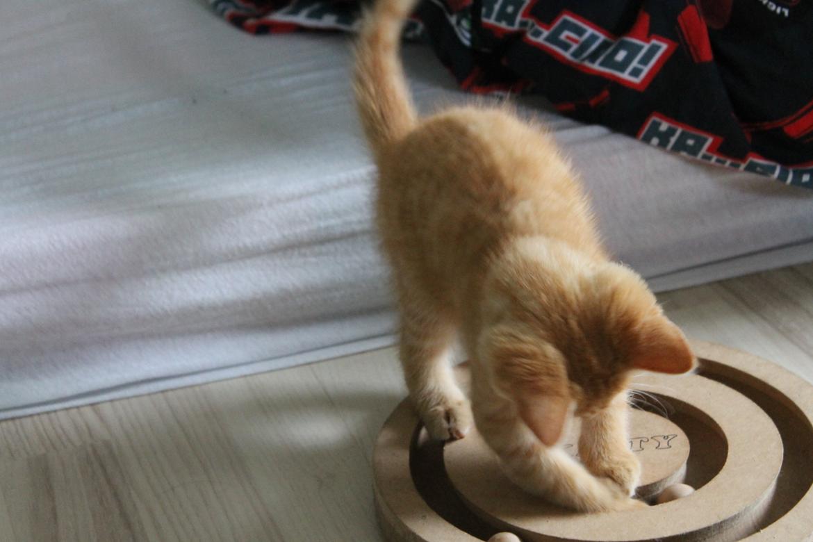 Blanding af racer oliver billede 9