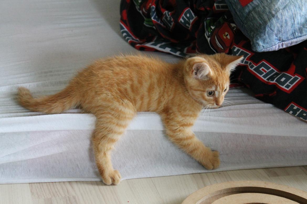 Blanding af racer oliver billede 10