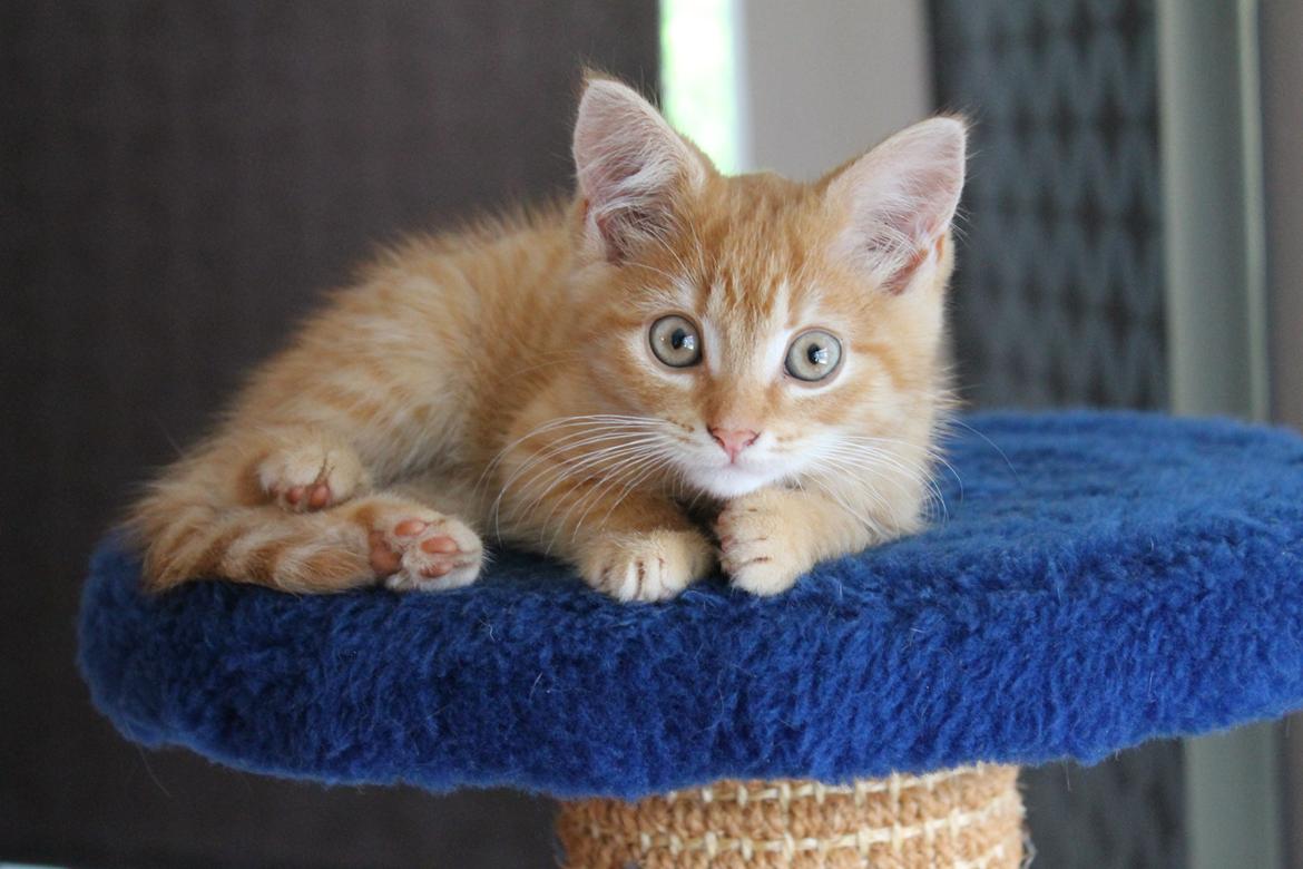 Blanding af racer oliver billede 11