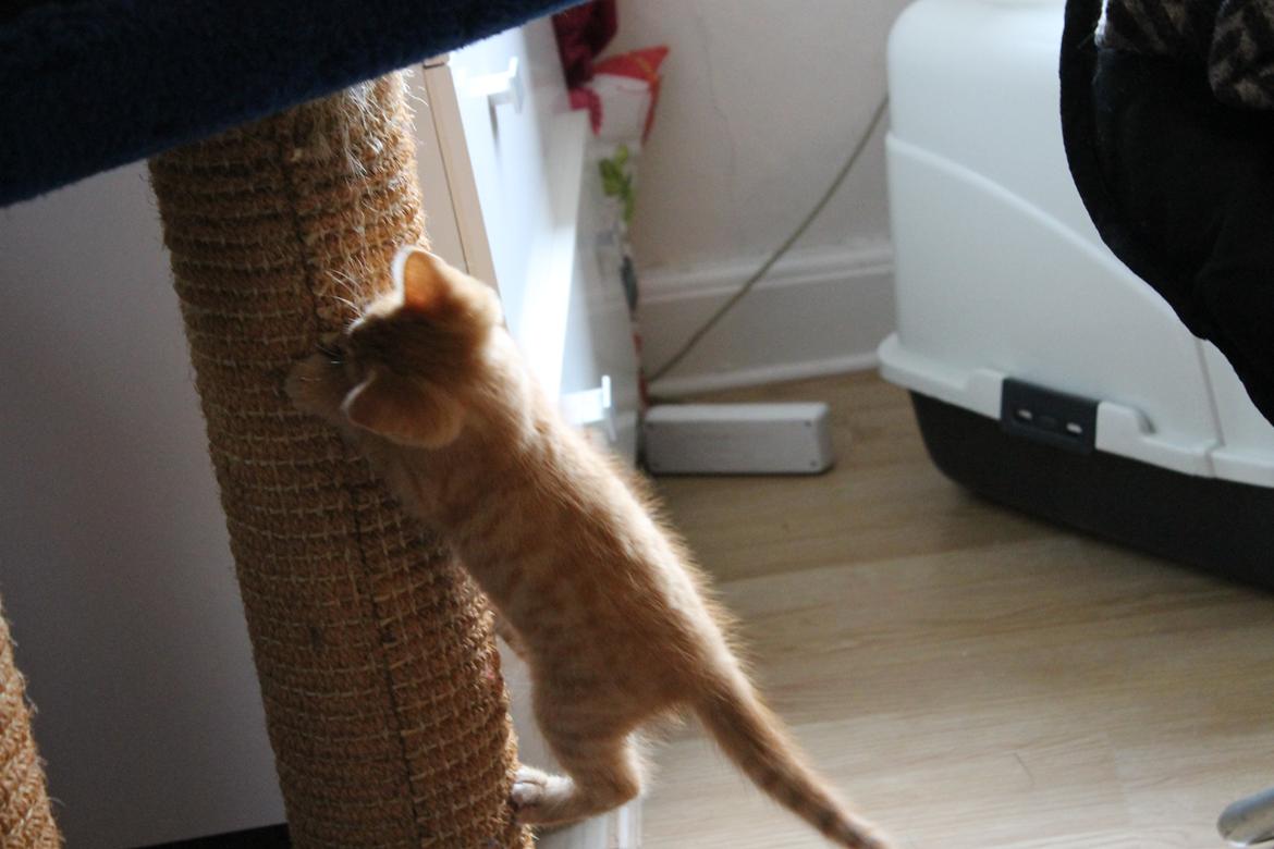 Blanding af racer oliver billede 12