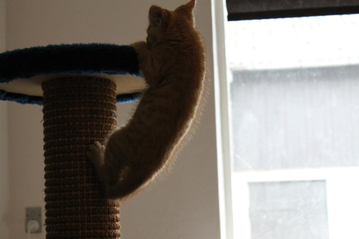 Blanding af racer oliver billede 13