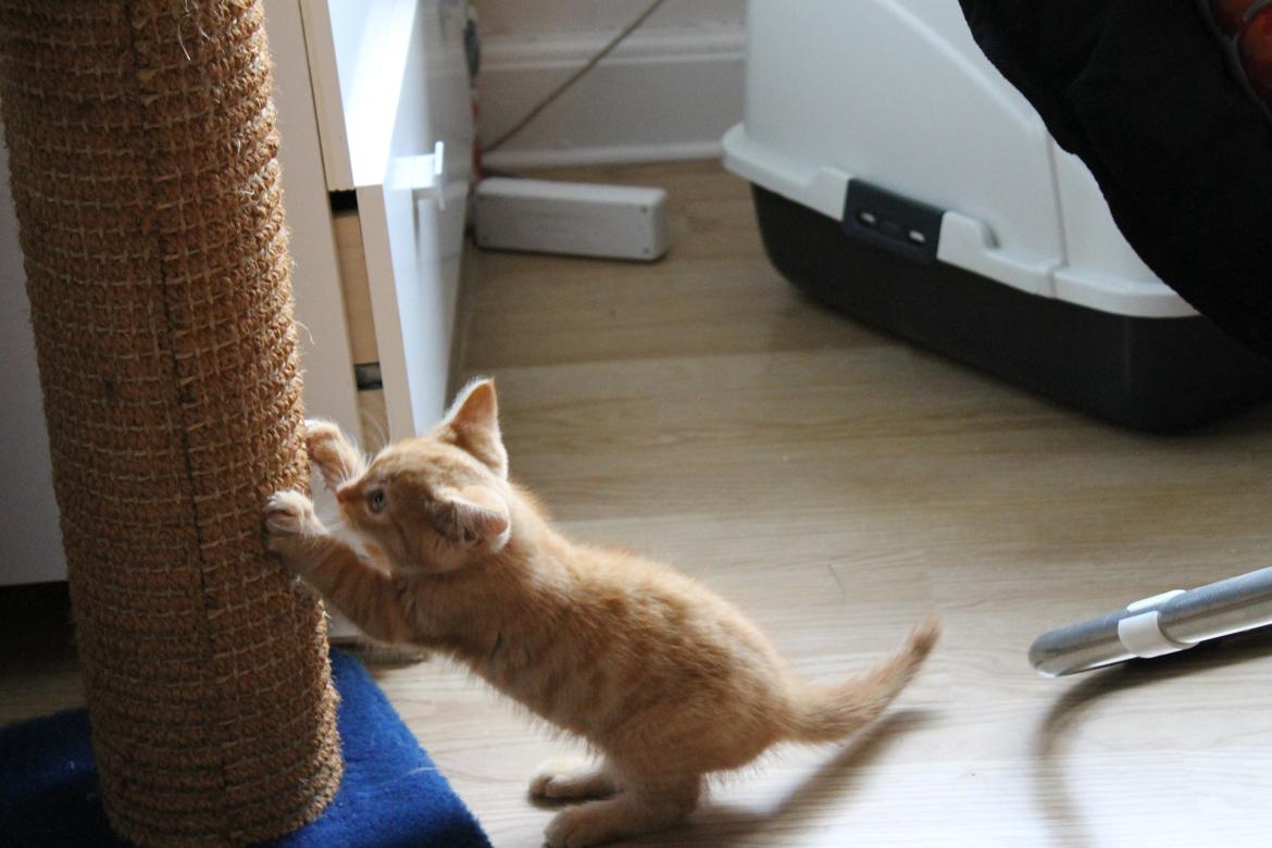 Blanding af racer oliver billede 14