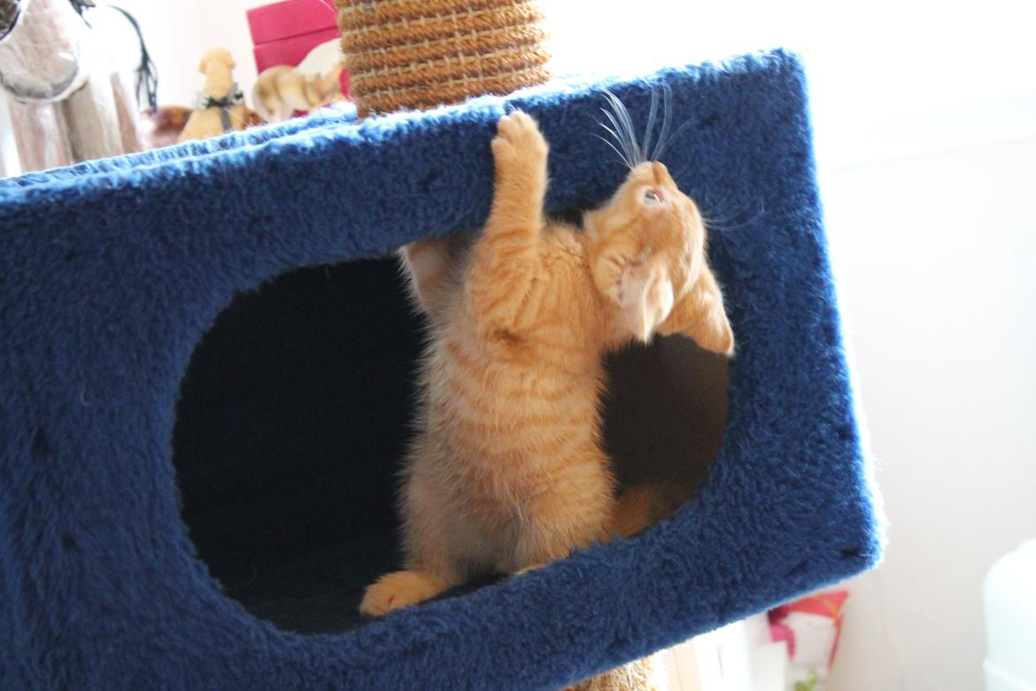 Blanding af racer oliver billede 15