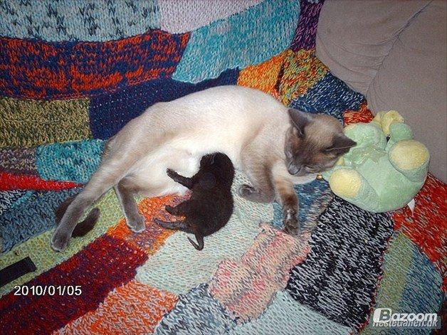 Blanding af racer Blue Delle R.I.P - og igen :D billede 20