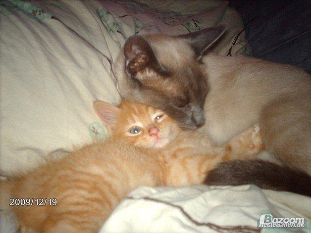 Blanding af racer Blue Delle R.I.P - og igen billede 19