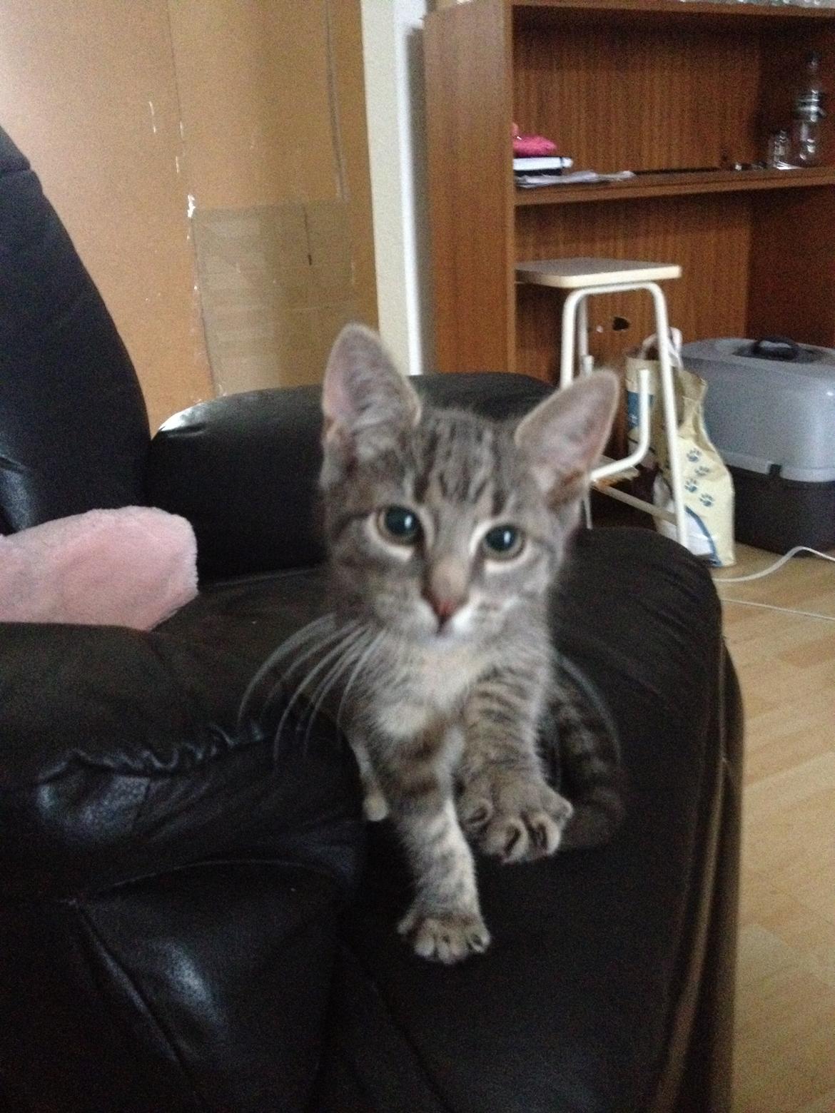 Blanding af racer Jasmin billede 1