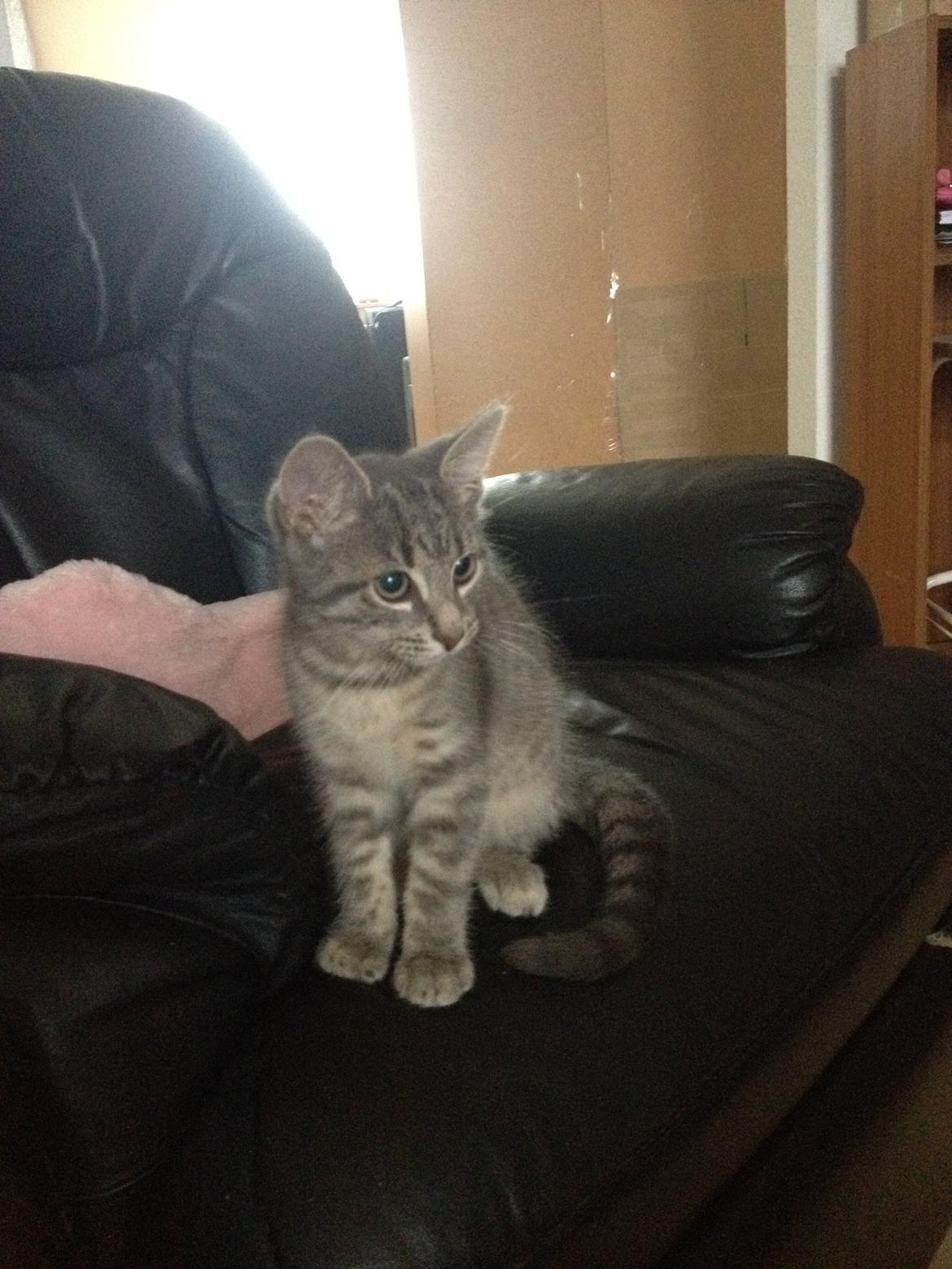 Blanding af racer Jasmin billede 2