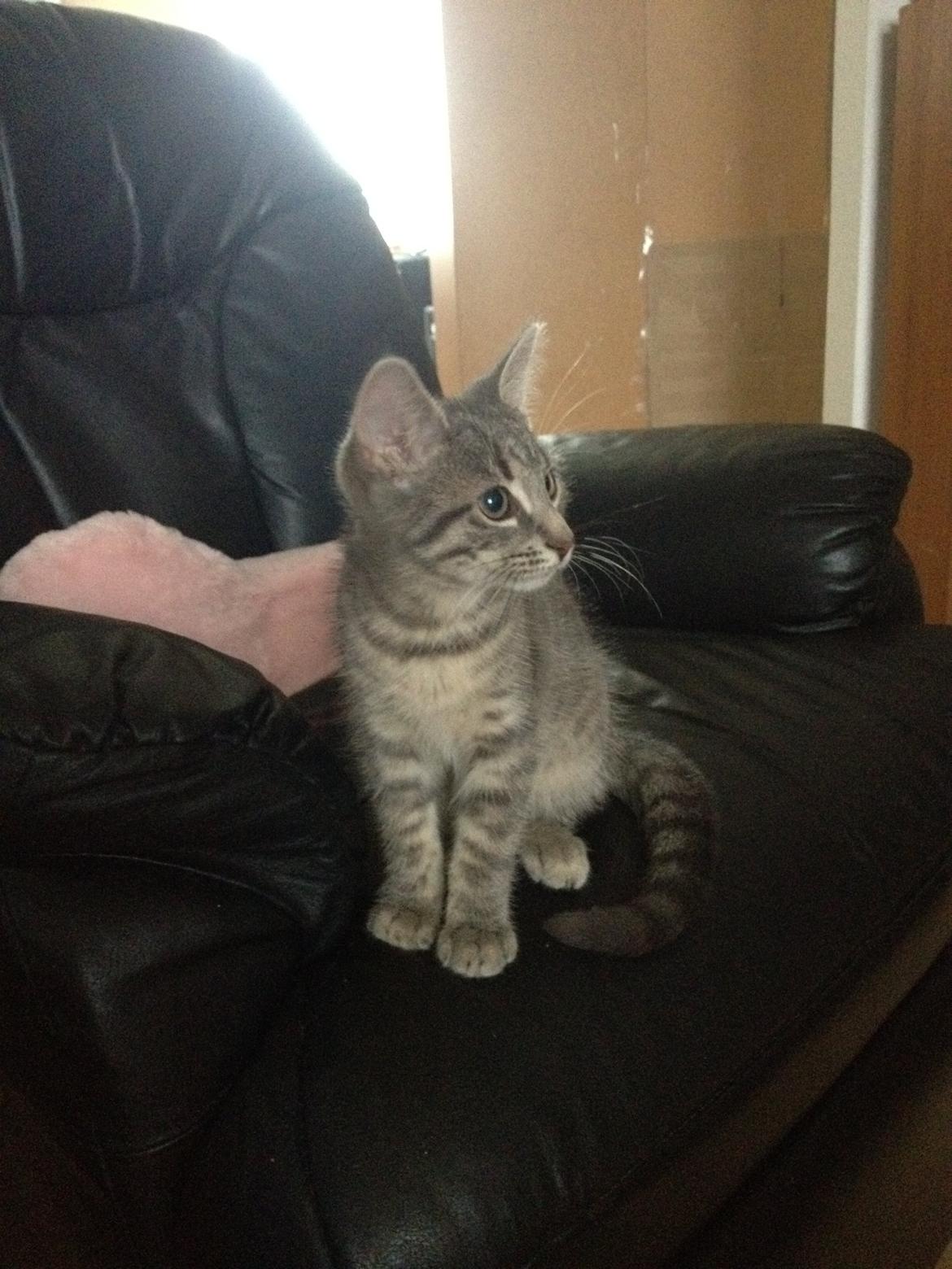 Blanding af racer Jasmin billede 3