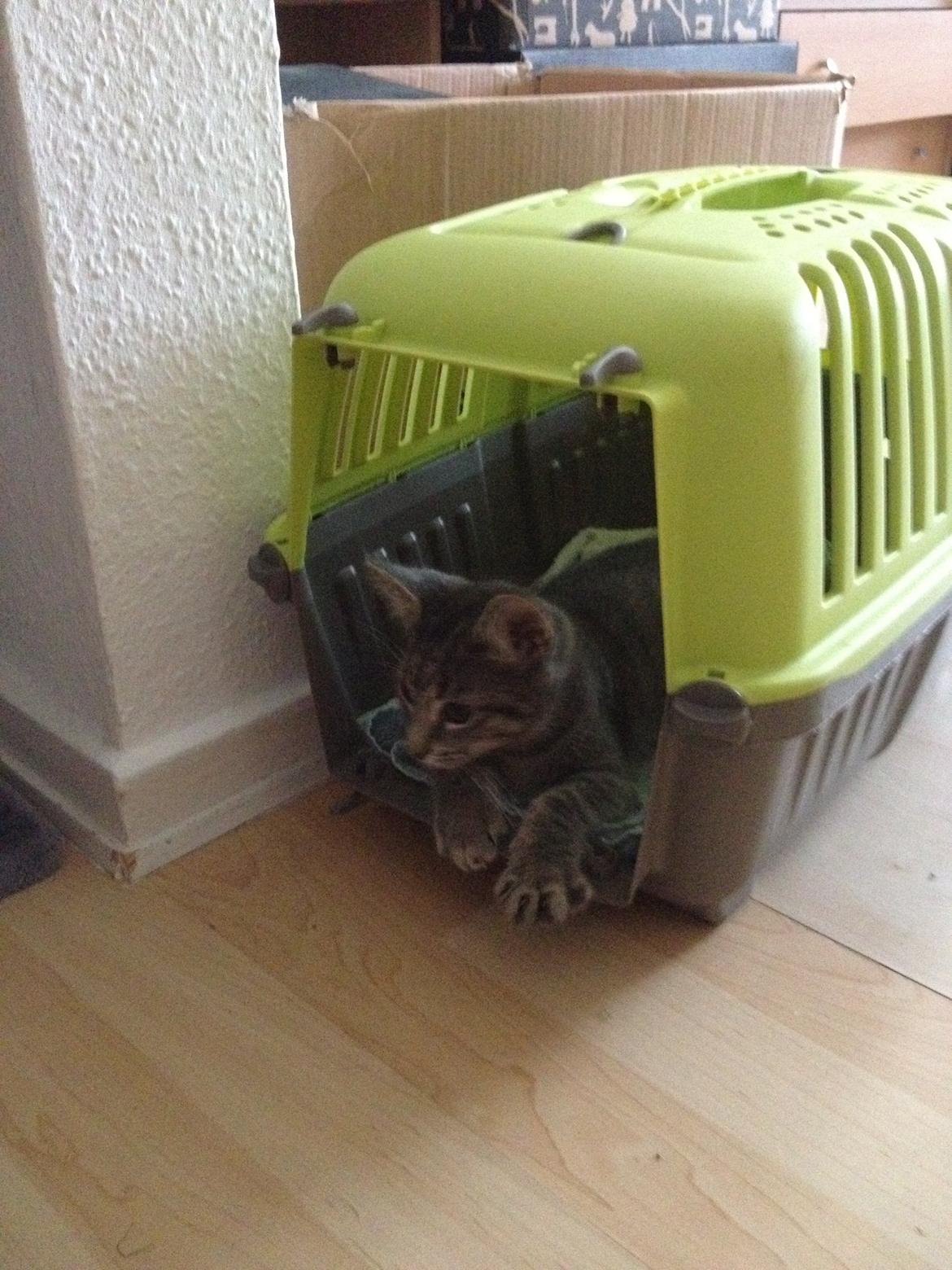 Blanding af racer Jasmin billede 4