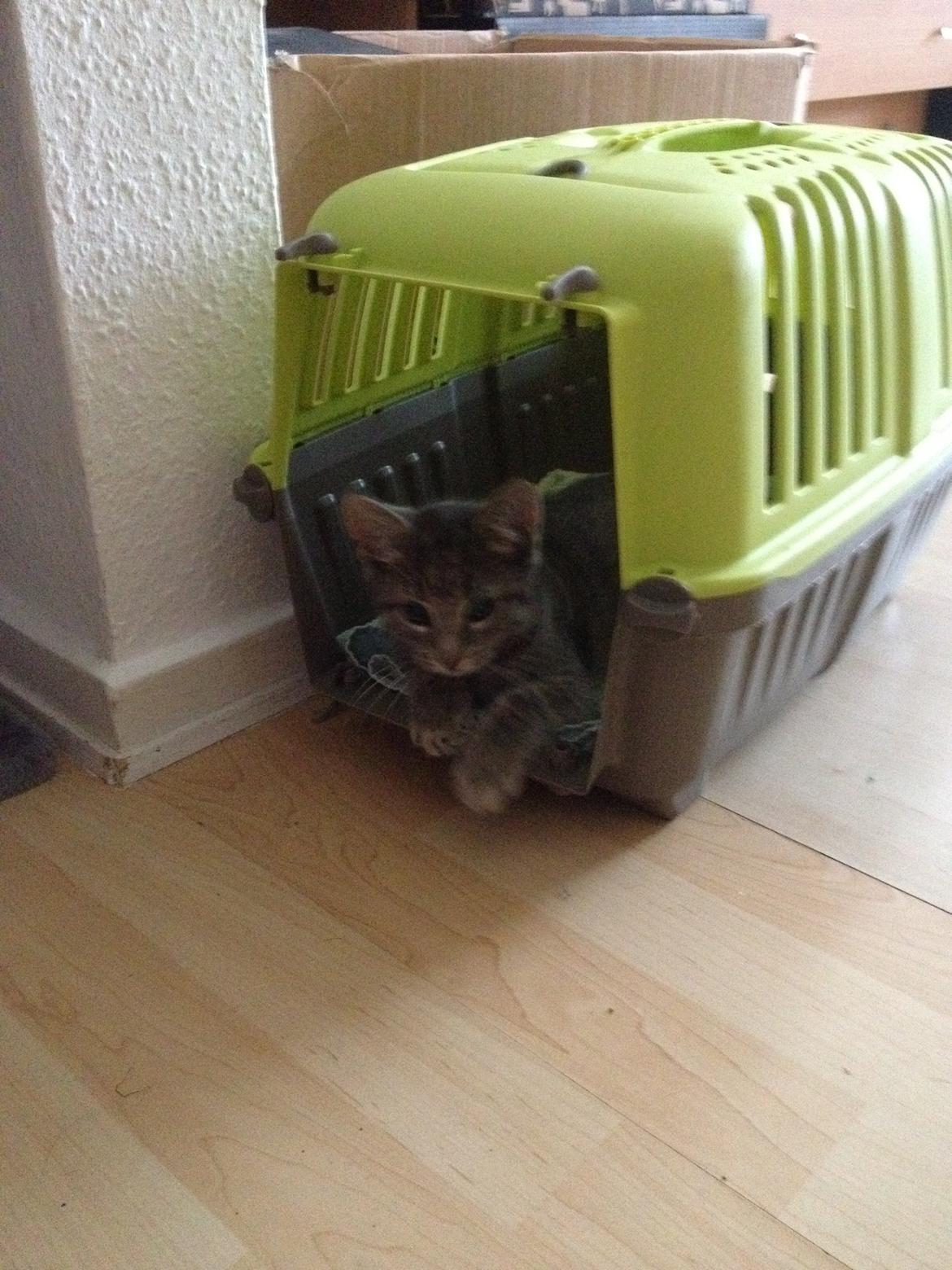 Blanding af racer Jasmin billede 5