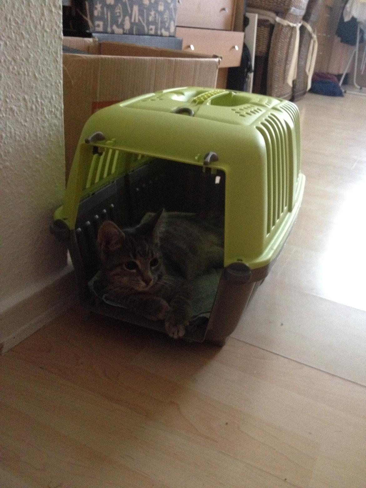 Blanding af racer Jasmin billede 6