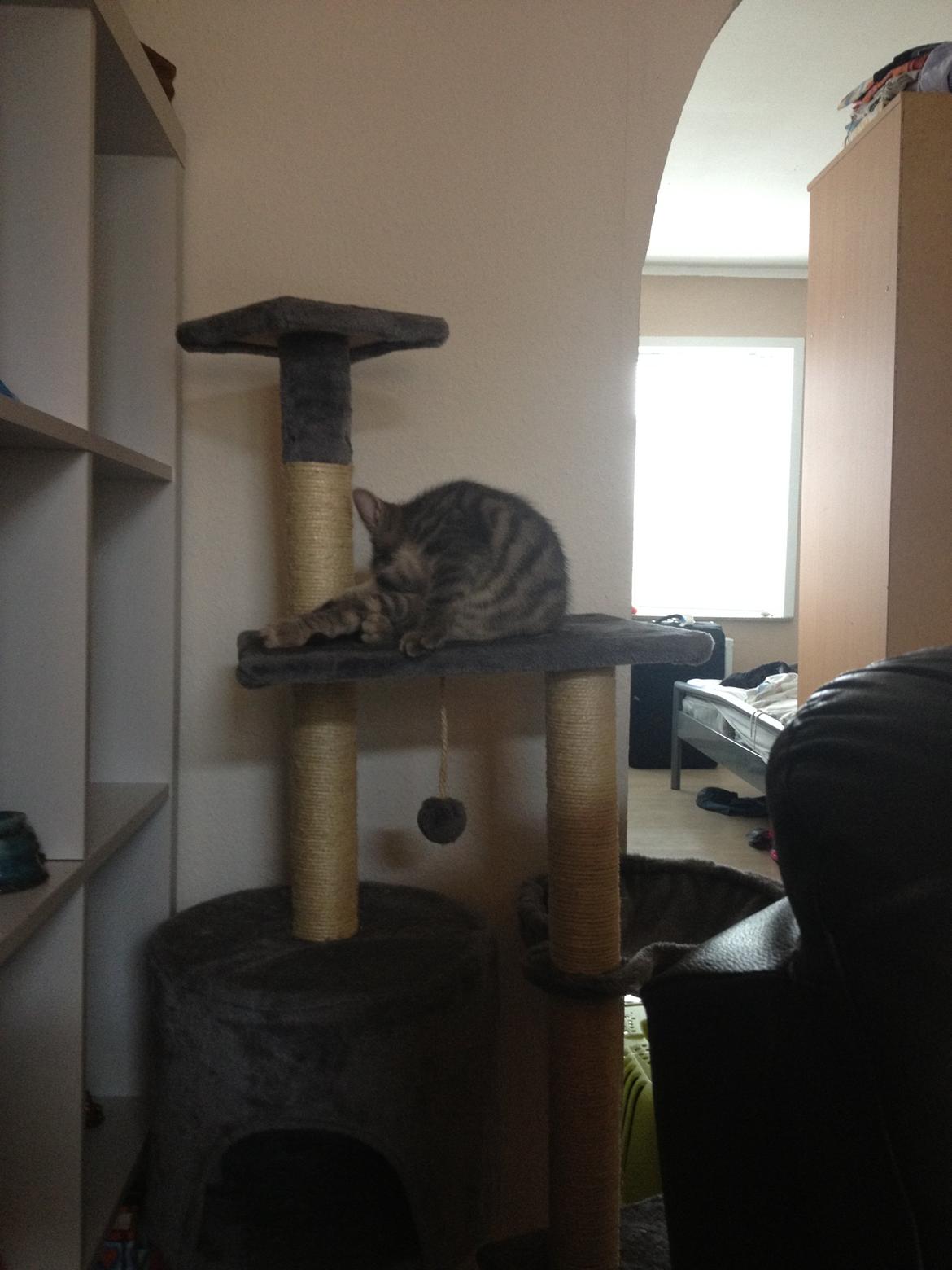 Blanding af racer Jasmin billede 7