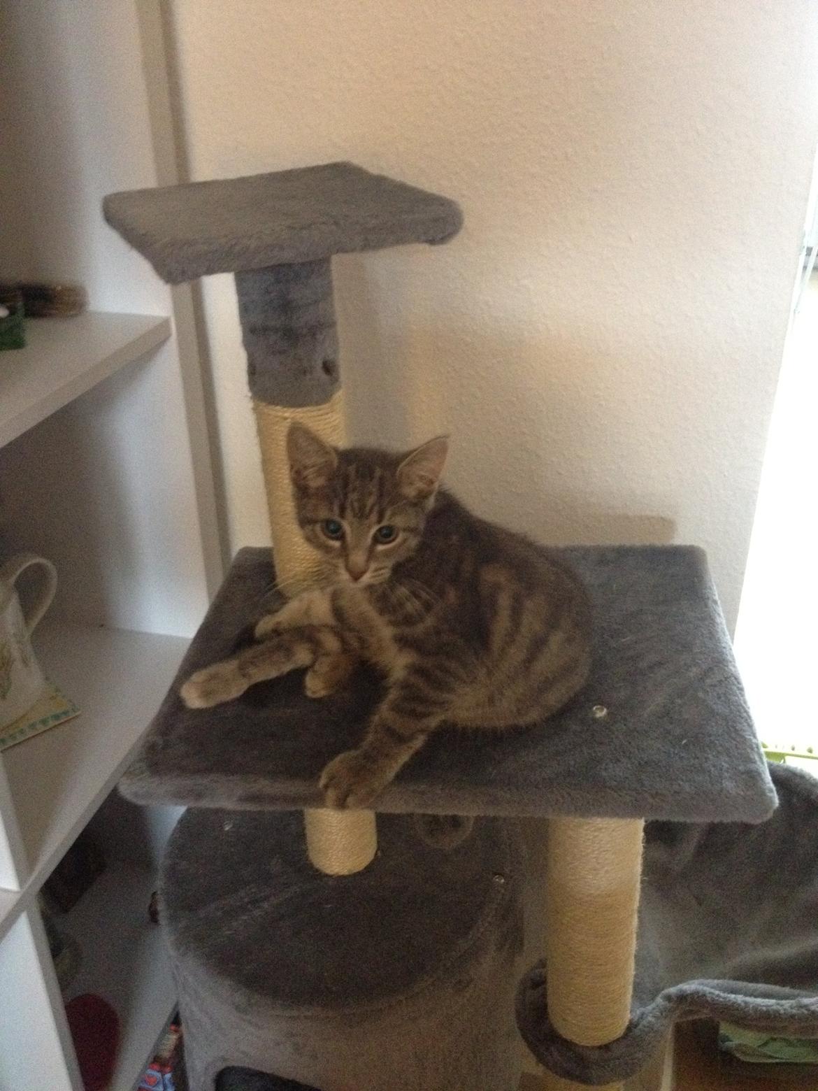 Blanding af racer Jasmin billede 8