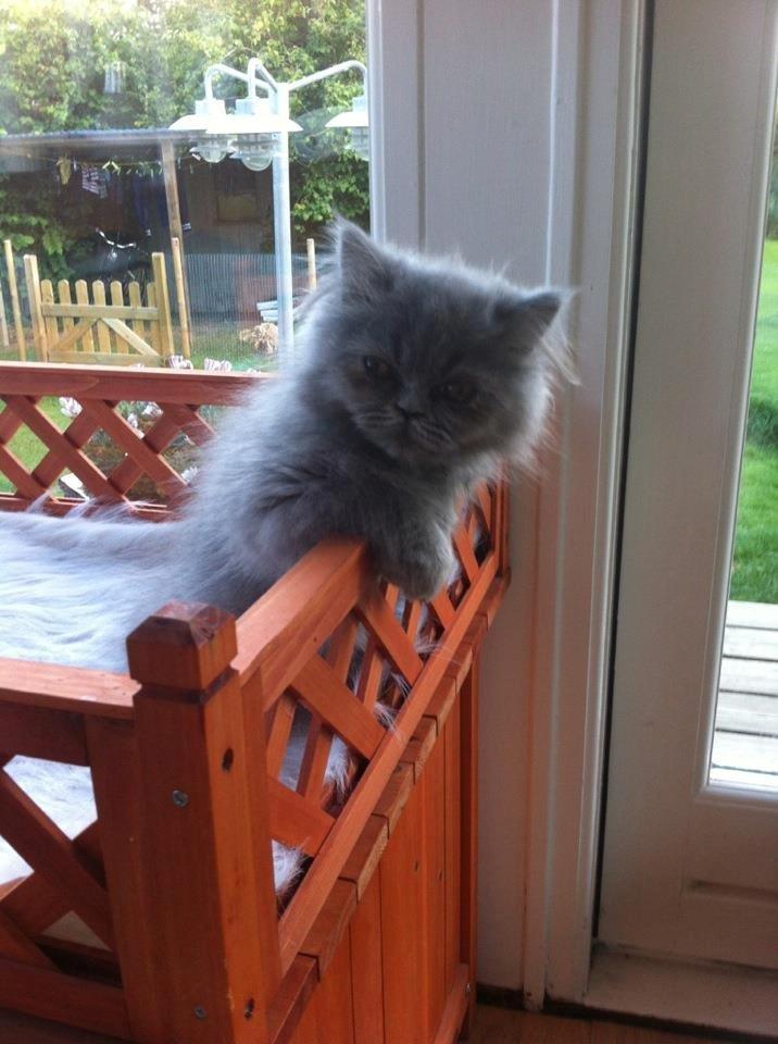 Perser Sofia <3 billede 4