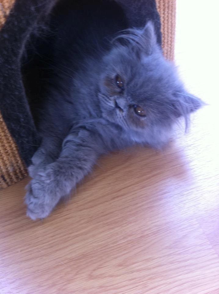 Perser Sofia <3 billede 5