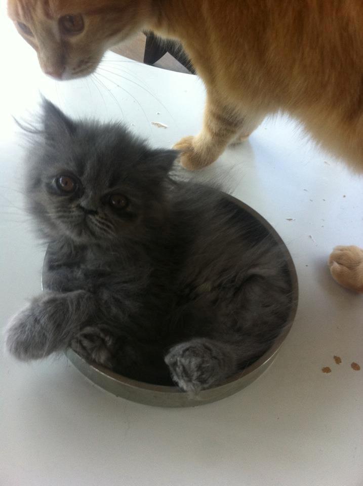 Perser Sofia <3 billede 6