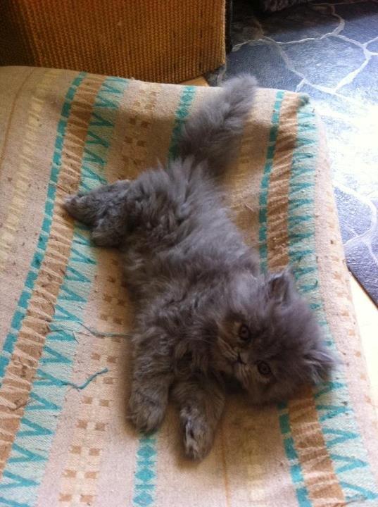 Perser Sofia <3 billede 7