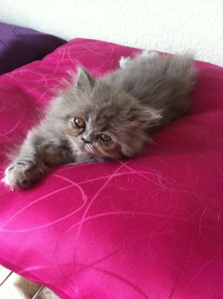 Perser Sofia <3 billede 8