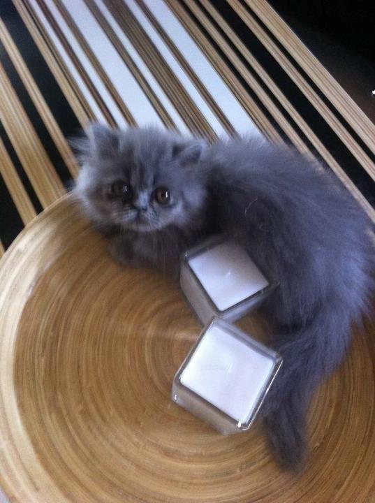 Perser Sofia <3 billede 9