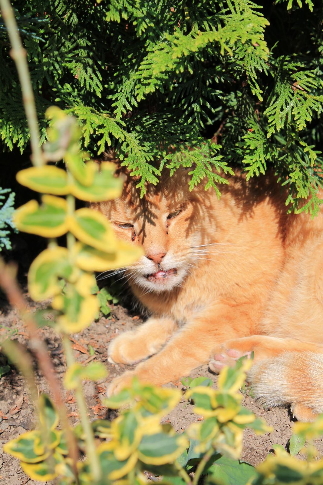 Huskat Garfilde billede 6