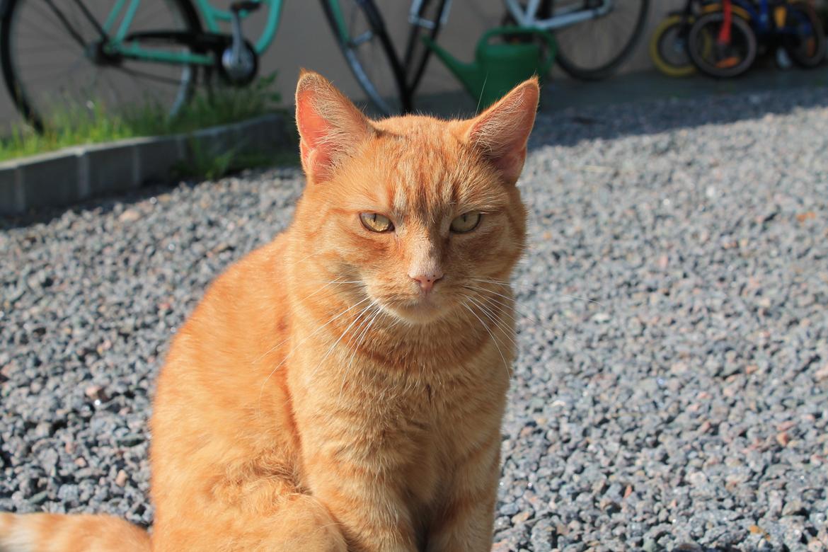 Huskat Bamse billede 9