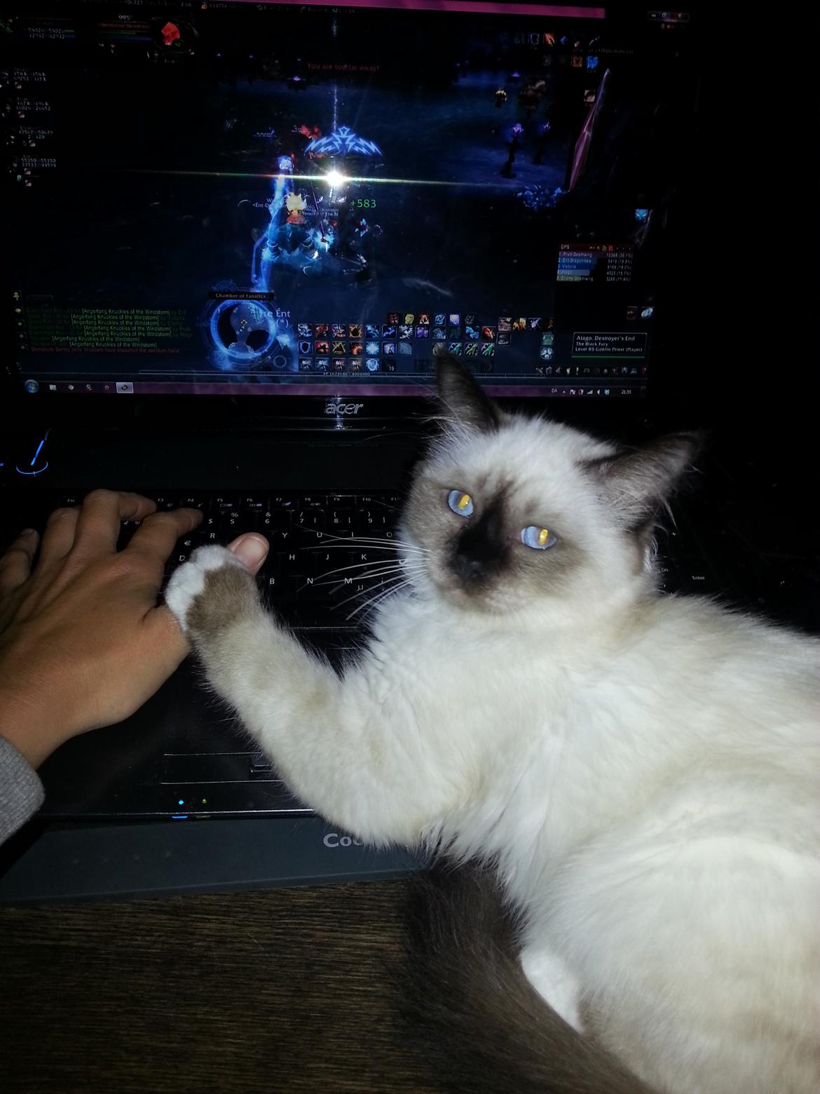 Hellig Birma Ferdinan billede 8